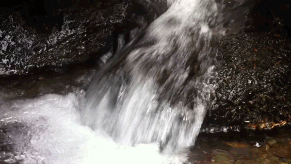 全國(guó)百家媒體聚焦神農(nóng)架金絲猴棲息地