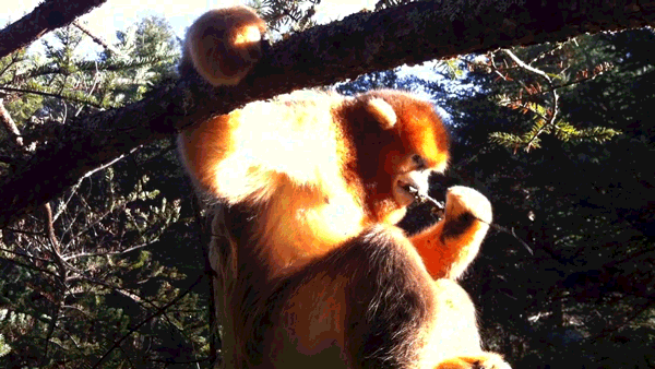 全國(guó)百家媒體聚焦神農(nóng)架金絲猴棲息地