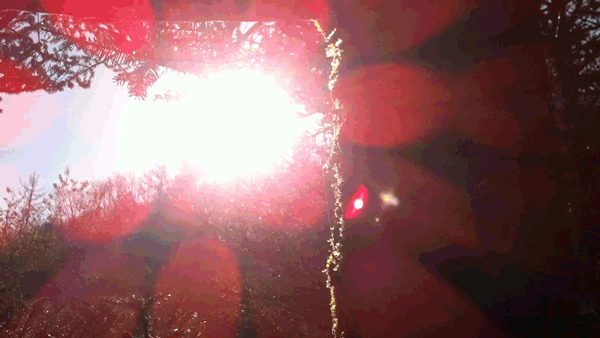 全國(guó)百家媒體聚焦神農(nóng)架金絲猴棲息地