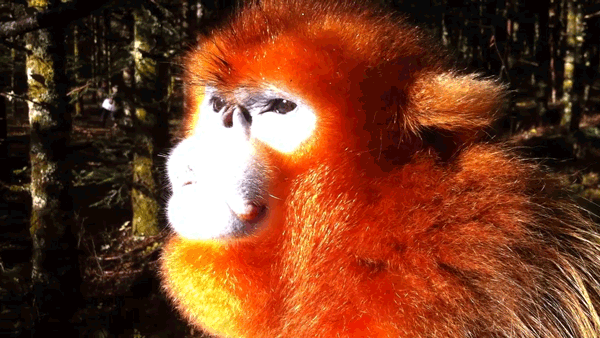 全國(guó)百家媒體聚焦神農(nóng)架金絲猴棲息地
