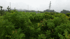 深度評(píng)測(cè)大疆Avata飛行體驗(yàn)無人機(jī)