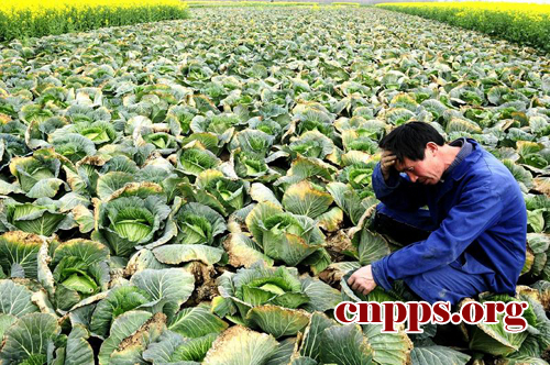 菜農(nóng)的一聲嘆息