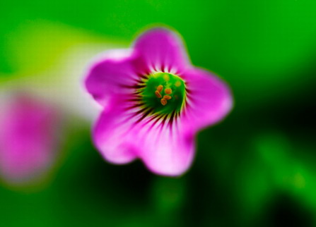 微距攝影3招技法