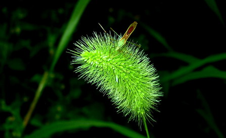 微距攝影3招技法