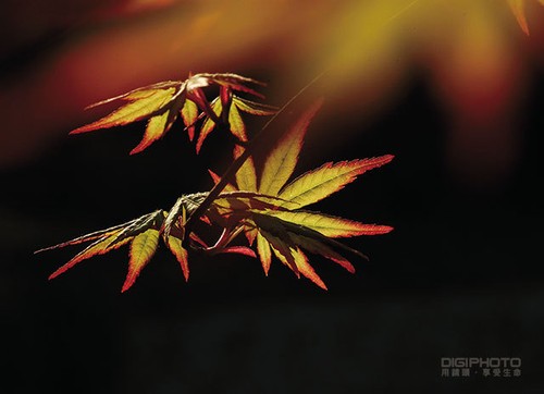 秋季攝影：逆光表現(xiàn)楓葉脈絡(luò)