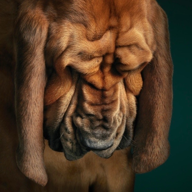 狗狗的藝術攝影作品