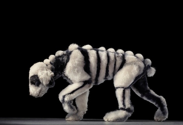 狗狗的藝術(shù)攝影作品