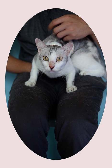 喵星人喜歡的一切