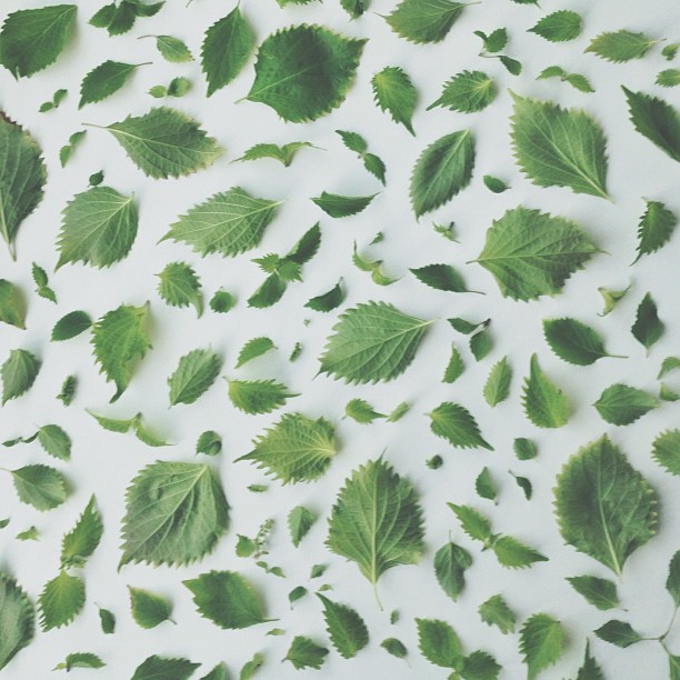 觀念攝影：食物戀