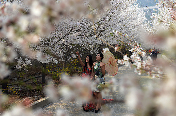 國家級攝影創(chuàng)作基地掛牌鄒平櫻花山