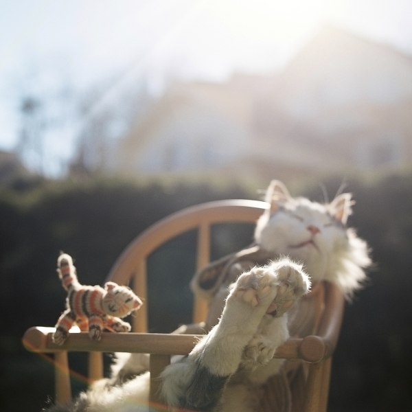 動(dòng)物攝影：眠