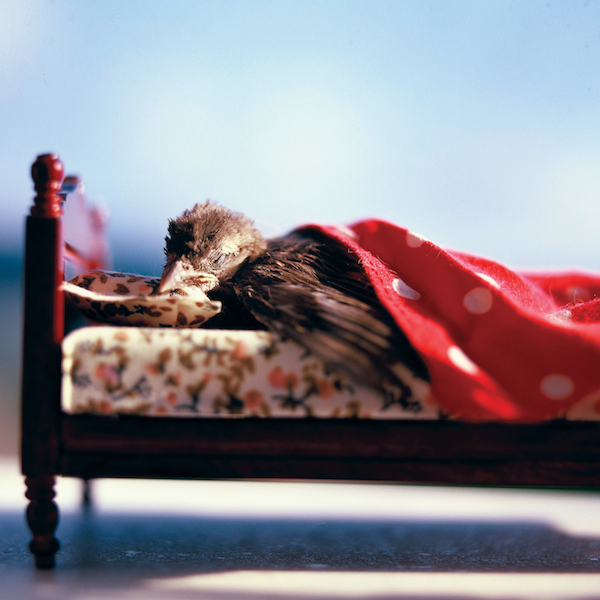 動(dòng)物攝影：眠