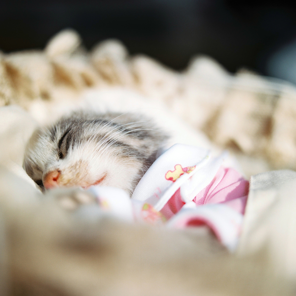 動(dòng)物攝影：眠