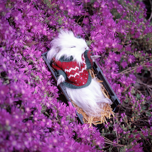 動(dòng)物攝影：眠