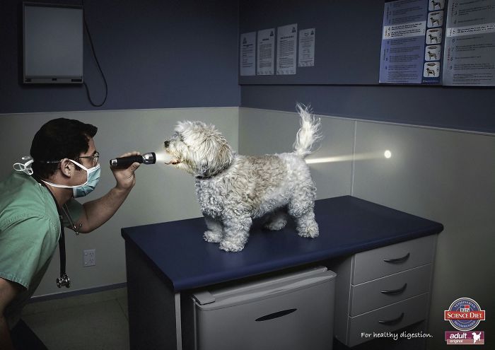 動(dòng)物創(chuàng)意廣告