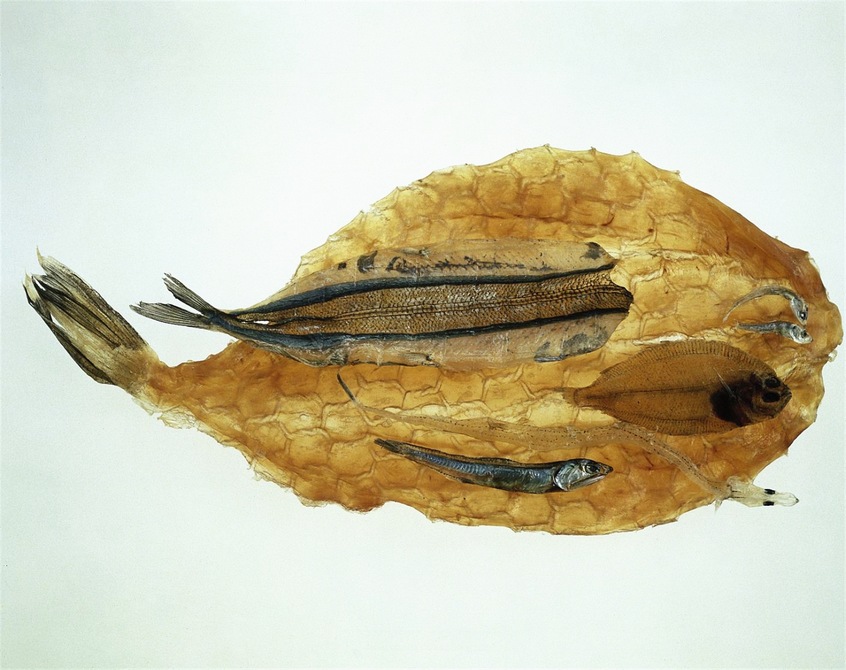 商業(yè)攝影：日本食物群像