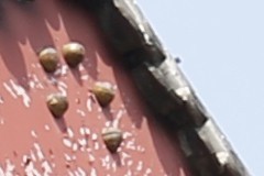 新銳超廣角 佳能EF 16-35mm F4L評測