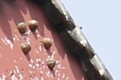 新銳超廣角 佳能EF 16-35mm F4L評測