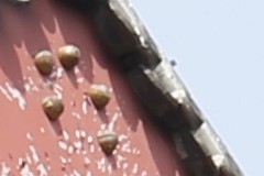 新銳超廣角 佳能EF 16-35mm F4L評測