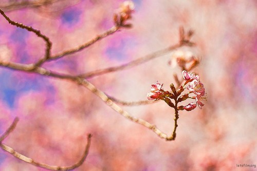 五個(gè)傳統(tǒng)相機(jī)勝于手機(jī)的優(yōu)點(diǎn)