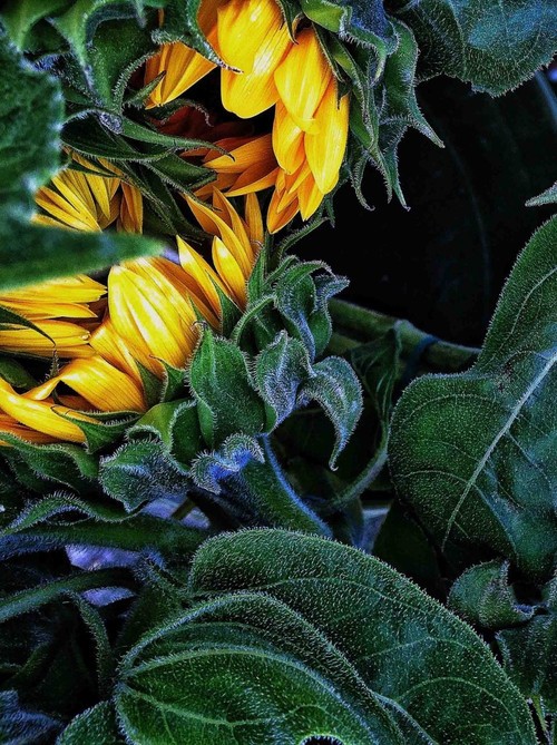 提高手機攝影質(zhì)量 6個建議告訴您