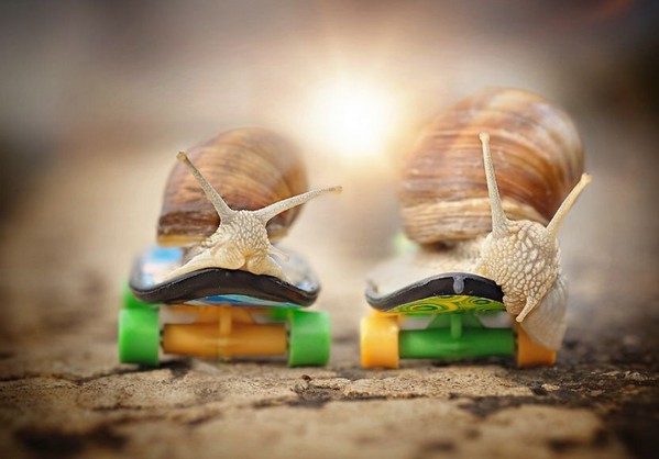 Gabi Stickler 美麗的蝸牛創(chuàng)意攝影