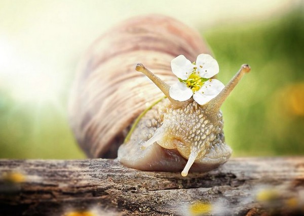 Gabi Stickler 美麗的蝸牛創(chuàng)意攝影2