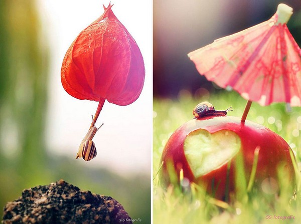 Gabi Stickler 美麗的蝸牛創(chuàng)意攝影3