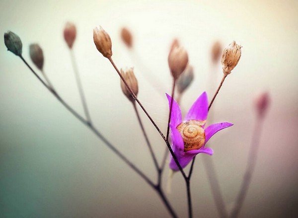 Gabi Stickler 美麗的蝸牛創(chuàng)意攝影5