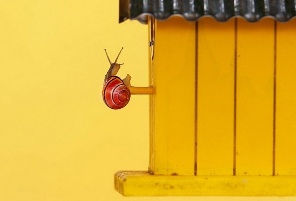 Gabi Stickler 美麗的蝸牛創(chuàng)意攝影6