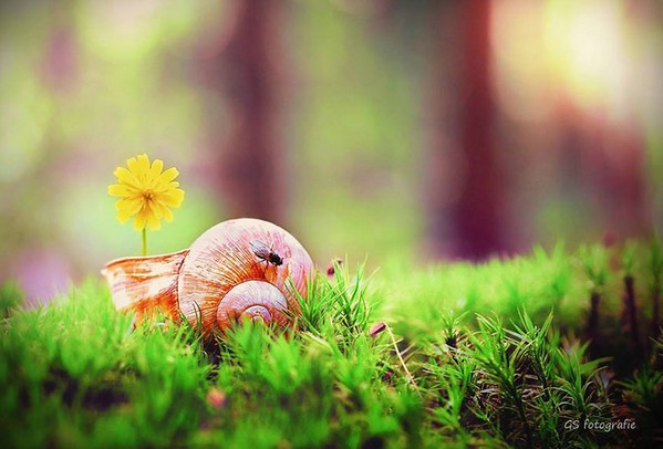 Gabi Stickler 美麗的蝸牛創(chuàng)意攝影8