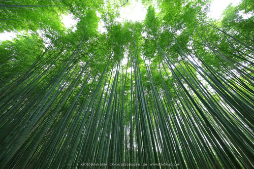 佳能11-24試拍京都