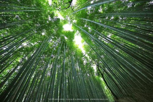 佳能11-24試拍京都