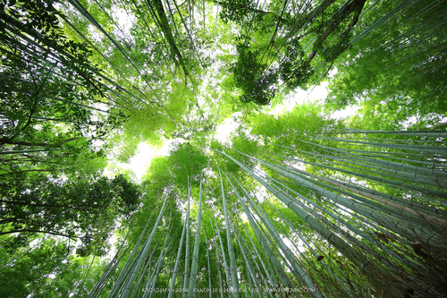 佳能11-24試拍京都