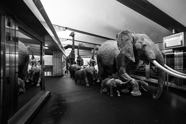 Thomas Subtil：地鐵動物園