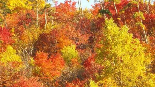 中國新聞攝影學(xué)會創(chuàng)作基地落戶關(guān)門山國家森林公園