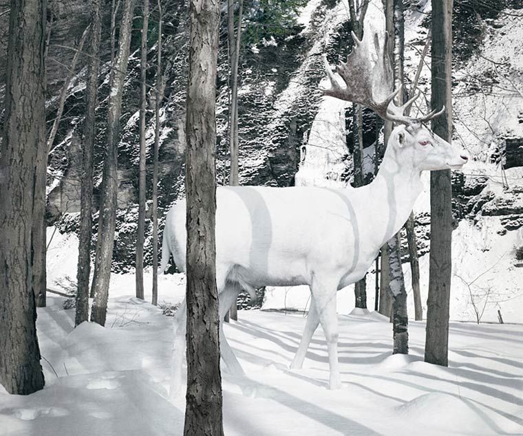 超現(xiàn)實的動物王國