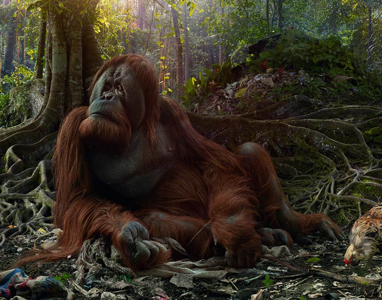 超現(xiàn)實(shí)的動(dòng)物王國(guó)