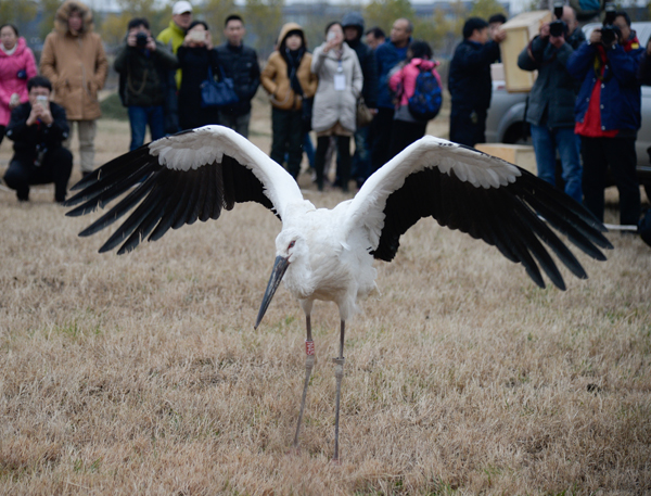 首屆中國天津濱海國際觀鳥文化節(jié)啟動