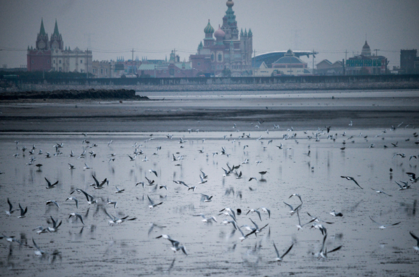 首屆中國天津濱海國際觀鳥文化節(jié)啟動