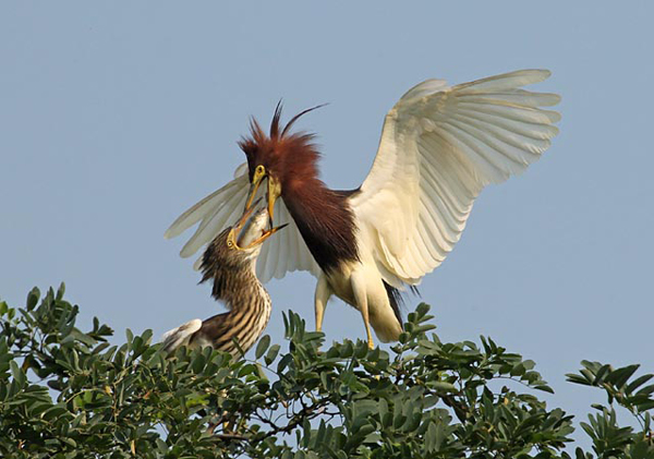 首屆中國(guó)天津?yàn)I海國(guó)際觀鳥(niǎo)文化節(jié)啟動(dòng)