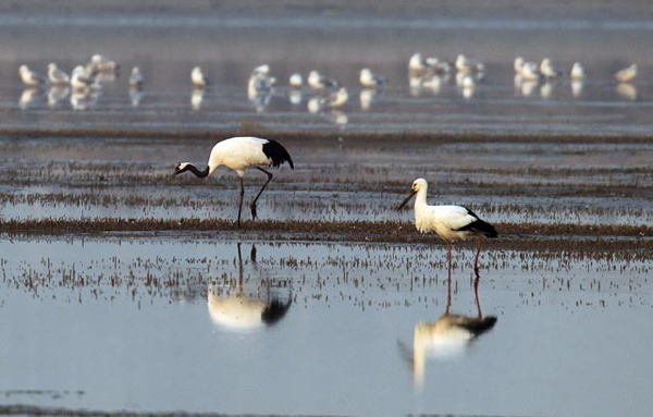 首屆中國(guó)天津?yàn)I海國(guó)際觀鳥(niǎo)文化節(jié)啟動(dòng)