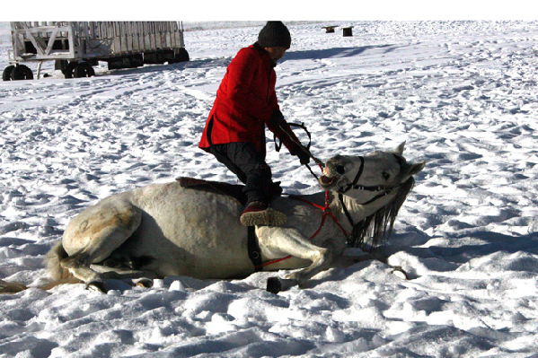 走近昭蘇 感受“雪之戀”