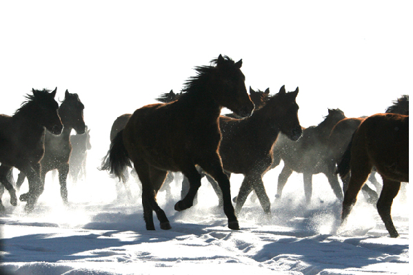 走近昭蘇 感受“雪之戀”