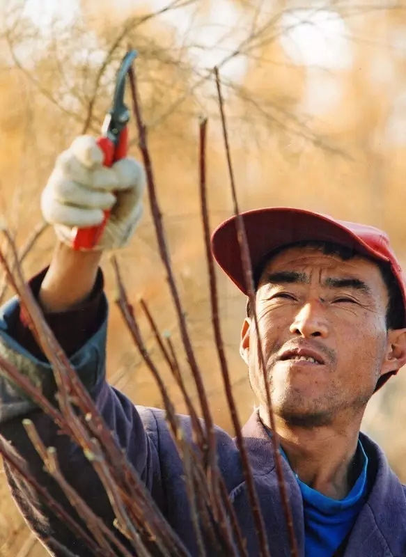 從上萬幅攝影作品中脫穎而出！《綠化大漠不是夢》為何能獲中國新聞獎？