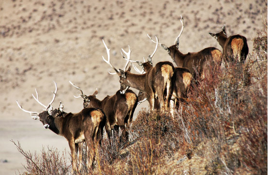 一等獎(jiǎng)10萬珠峰冰川第二屆“西藏風(fēng)情”攝影大賽征稿