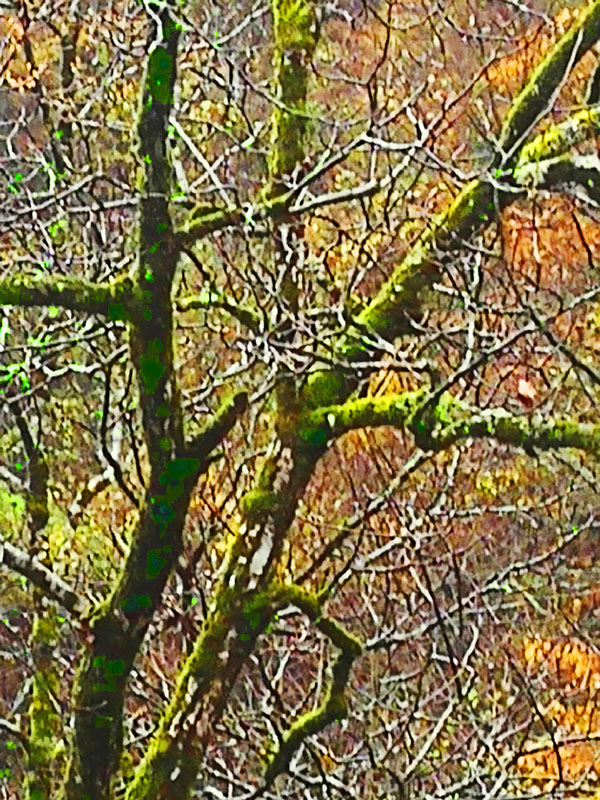 全國(guó)百家媒體聚焦綠色神農(nóng)架