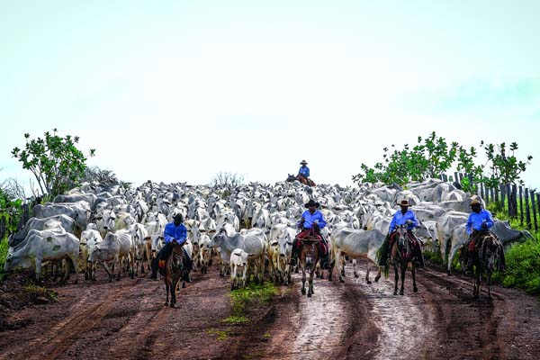 《百名攝影師聚焦巴西》畫冊首發(fā)式在京舉行