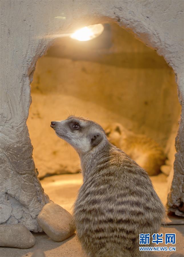 （環(huán)境）（1）冬日里的動物