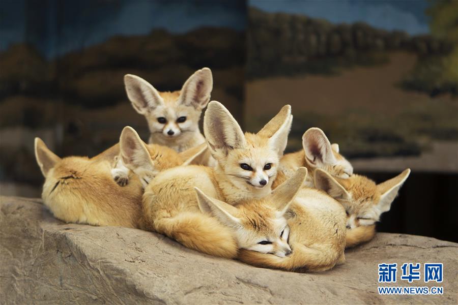 （環(huán)境）（4）冬日里的動(dòng)物